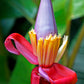 5 DWARF PINK BANANA Velvet Musa Velutina Flowering Fruit Tree Seeds