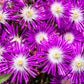 200 MIXED Colors ICE PLANT ( Mesembryanthemum Daisy / Livingstone Daisy ) Dorotheanthus Bellidiformis Flower Seeds