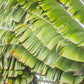 10 TRAVELLER'S PALM TREE Ravenala Madagascariensis Flower Houseplant Seeds