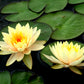 3 Organic Mixed Colors LOTUS Nelumbo Nucifera Pond Water Lily Lilypad Blue Red Flower Large Seeds