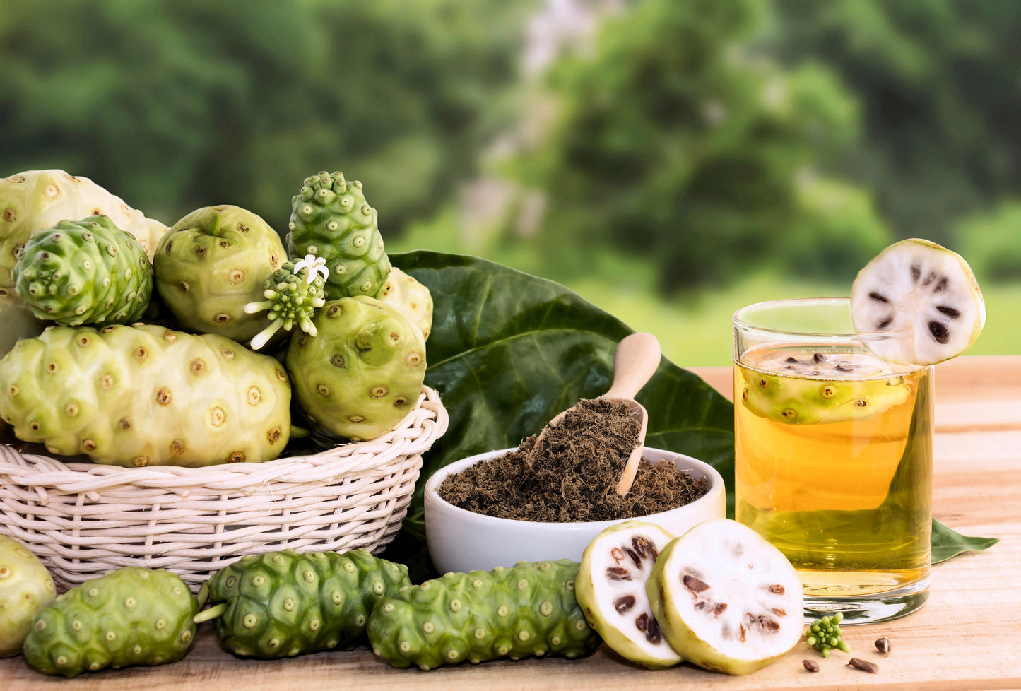 20 NONI Cheese Fruit Great Morinda Citrifolia Indian Beach Mulberry Shrub Tree Seeds