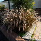 25 PURPLE FOUNTAIN GRASS Ornamental Pennisetum Setaceum Dark Burgundy Flower Seeds