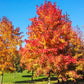 50 AMERICAN SWEETGUM Liquidambar Styraciflua Storax Alligator Sweet Gum Tree Seeds - Great Fall Color! Red Yellow Orange Purple