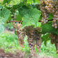 30 WINE GRAPE Vitis Viniferia Domestic Mixed Colors Fruit Vine Seeds