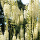 50 BLACK COHOSH Bugbane Actaea Racemosa Cimicifuga Bugbane Snakeroot Native White Shade Flower Herb Seeds