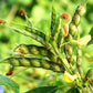 30 PIGEON PEA Dhal Gungo Puerto Rico Bean Cajanus Cajan Vegetable Seeds