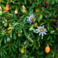 10 Blue Crown PASSION FLOWER / Passion FRUIT Passiflora Caerulea Orange Fruit Vine Seeds