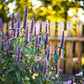 500 PURPLE ANISE HYSSOP (Licorice Mint / Blue Giant) Agastache Foeniculum Herb Flower Seeds