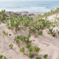 20 YELLOW SAND VERBENA Coastal Abronia Latifolia Arenaria Flower Seeds