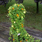 25 MIXED THUNBERGIA Alata VINE Black Eyed Susan Orange White Yellow Flower Seeds
