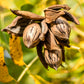 5 HARDY PECAN Tree Carya Illinoinensis King Nut Native Fruit Tree Seeds