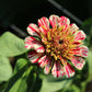 150 CANDY STRIPE ZINNIA Mix Elegans Flower Seeds Mixed Colors with Red Stripes