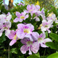 10 MIXED DRAGONSNAP VINE Asarina Scandens Climbing Snapdragon Pink Blue Red White Flower Seeds