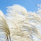 10 ZEBRA GRASS Variegated Maiden Grass Miscanthus Sinensis Zebrinus aka Chinese or Japanese Silver Grass / Plume Grass / Eulalia Seeds