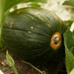 35 Sweet TATUME SQUASH Cucurbita Pepo Calabash Calabacita Mexican Zucchini Seeds