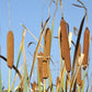50 CATTAILS Cat Tails Typha Latifolia Water Pond Grass Flower Seeds