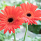 20 GERBER DAISY Mix Gerbera Jamesonii aka Barberton or African Daisy Mixed Colors Pink Purple Red Orange Yellow White Flower Seeds