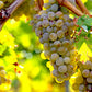 30 WINE GRAPE Vitis Viniferia Domestic Mixed Colors Fruit Vine Seeds
