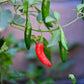 200 Hot SERRANO TAMPIQUENO PEPPER Mexican Chile Capsicum Annuum Vegetable Seeds