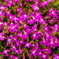 200 MAGENTA PINK LOBELIA Regatta Lobelia Erinus Flower Seeds
