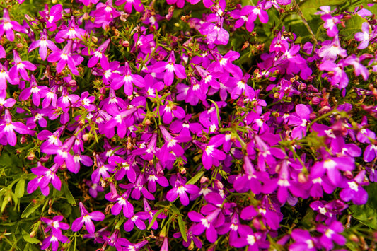 200 MAGENTA PINK LOBELIA Regatta Lobelia Erinus Flower Seeds