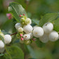 25 COMMON SNOWBERRY - WHITE Berries Pink Flowers Symphoricarpos Alba Shrub Seeds