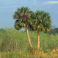 10 Hardy SABAL PALM TREE Cabbage Palmetto Flower Seeds