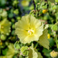 25 YELLOW HOLLYHOCK Alcea Rosea Flower Seeds Perennial