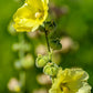25 YELLOW HOLLYHOCK Alcea Rosea Flower Seeds Perennial