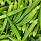 300 CLEMSON Spineless GREEN OKRA Abelmoscgus Esculentus Vegetable Seeds