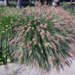 25 Dwarf Purple CHINESE FOUNTAIN GRASS Pennisetum Alopecuroides Hardy Ornamental Seeds