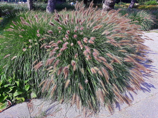 25 Dwarf Purple CHINESE FOUNTAIN GRASS Pennisetum Alopecuroides Hardy Ornamental Seeds