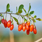 100 HIMALAYAN Tibetan GOJI BERRY Fruit Wolfberry Bush Lycium Barbarum Seeds
