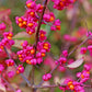 25 EUROPEAN SPINDLE TREE Euonymus Europaeus Spindletree Pink & Orange Flower Shrub Seeds