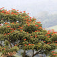 15 Red AFRICAN TULIP TREE (Fire Tree / Flame of the Forest / Fountain Tree) Spathodea Campanulata Seeds