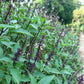 500 ANISE PERSIAN BASIL Ocimum Basilicum Herb Flower Seeds