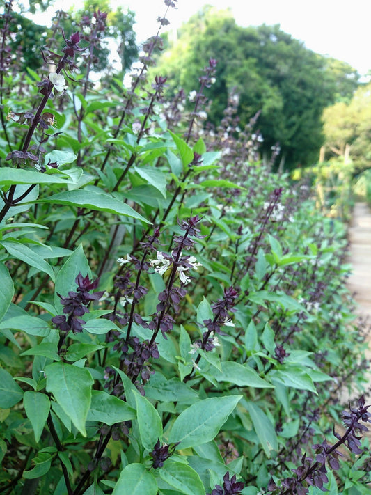 500 ANISE PERSIAN BASIL Ocimum Basilicum Herb Flower Seeds