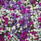250 Mixed Colors DWARF PETUNIA Pink Red Purple White Bicolor Flower Seeds