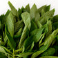100 TOSSA JUTE Mallow Corchorus Olitorius African Sorrel Bush Okra Twine Vegetable Seeds