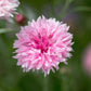 750 Pink BACHELOR'S BUTTON / CORNFLOWER Centaurea Cyanus Flower Seeds