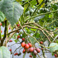 10 TAMARILLO / TREE TOMATO Cyphomandra Betacea Solanum Fruit Tree Seeds