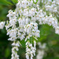 10 YELLOW ASH TREE Kentucky Yellowwood White Flowers Cladrastis Lutea Kentukea Seeds