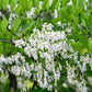 10 YELLOW ASH TREE Kentucky Yellowwood White Flowers Cladrastis Lutea Kentukea Seeds