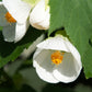 30 Mixed Colors FLOWERING MAPLE (Chinese Bell Flower) Abutilon Hybridum Shrub Bush Small Tree Seeds