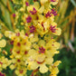 150 YELLOW VERBASCUM Thapsus Common Mullein Flower Herb Seeds