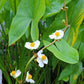 500 White Broadleaf ARROWHEAD Sagittaria Latifolia POND WETLAND Flower Seeds