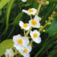 500 White Broadleaf ARROWHEAD Sagittaria Latifolia POND WETLAND Flower Seeds