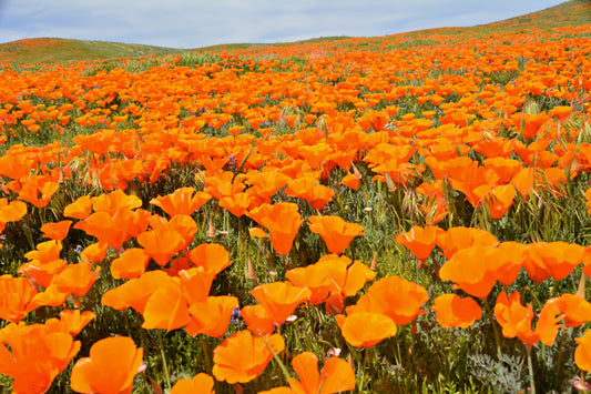 1000 ORANGE CALIFORNIA POPPY Eschscholzia Californica Flower Seeds