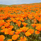 1000 MIXED Colors CALIFORNIA POPPY (Ballerina / Mission Bells) Eschscholzia Californica Flower Seeds