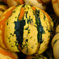 15 CARNIVAL SQUASH Winter Cucurbita Pepo Vegetable Seeds
